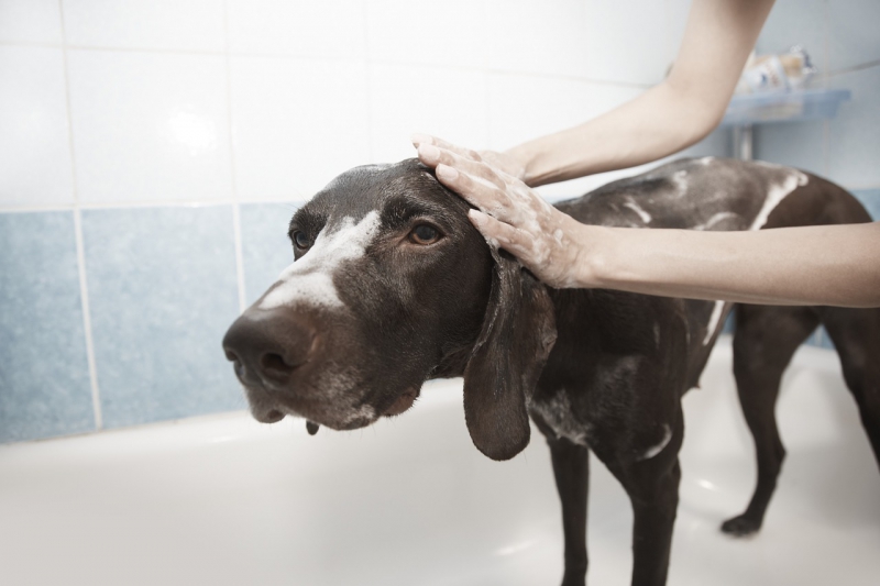 toiletteur-ST JEAN CAP FERRAT-min_dog-1178365_1280